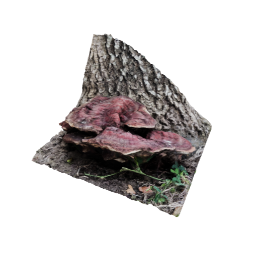 ganoderma sessile