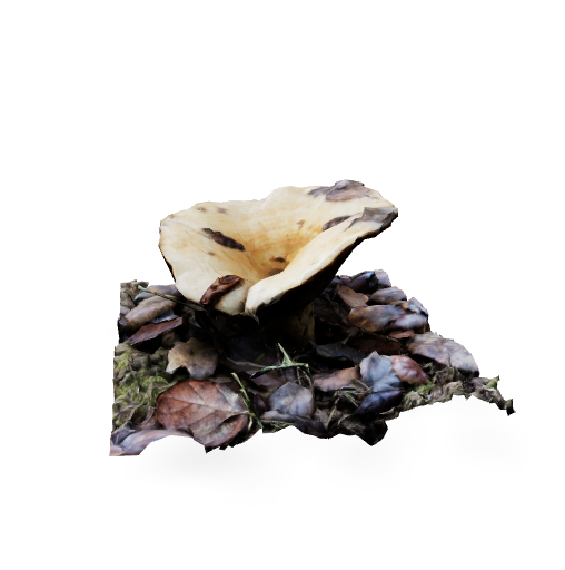 golden milkcap