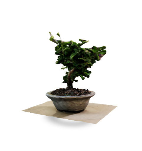 fukien tea bonsai