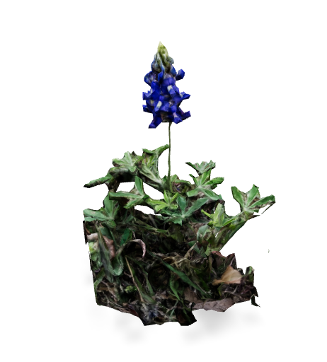 texas bluebonnet